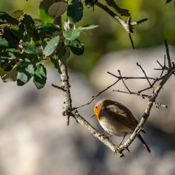 Close-up of bird perching on branch