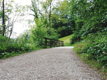 Empty road amidst trees in forest