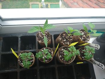 Potted plants in greenhouse