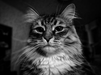 Close-up portrait of cat