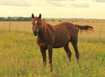 Brown arab horse in a pasture in early evening light