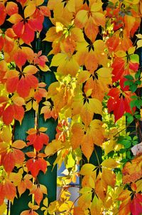 Full frame of yellow flowers