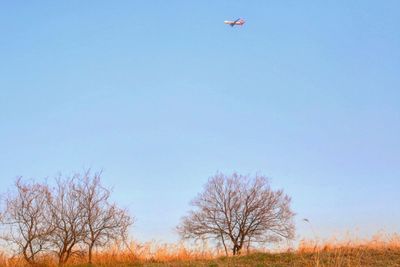 Low angle view of trees against clear blue sky