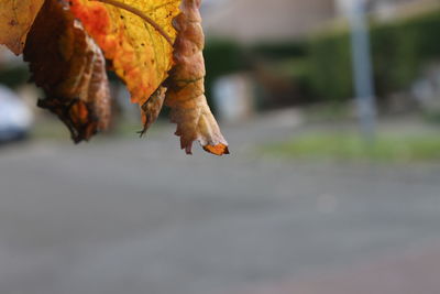 Close-up of dry leaves against blurred background