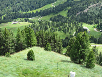 Scenic view of grassy field