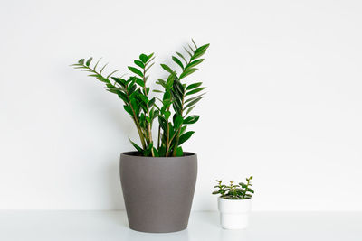 Potted plant against white background