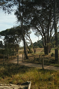 Trees on field