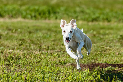 Whippet sprinter dog running and chasing lure on the field