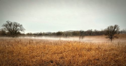 Scenic view of field against clear sky