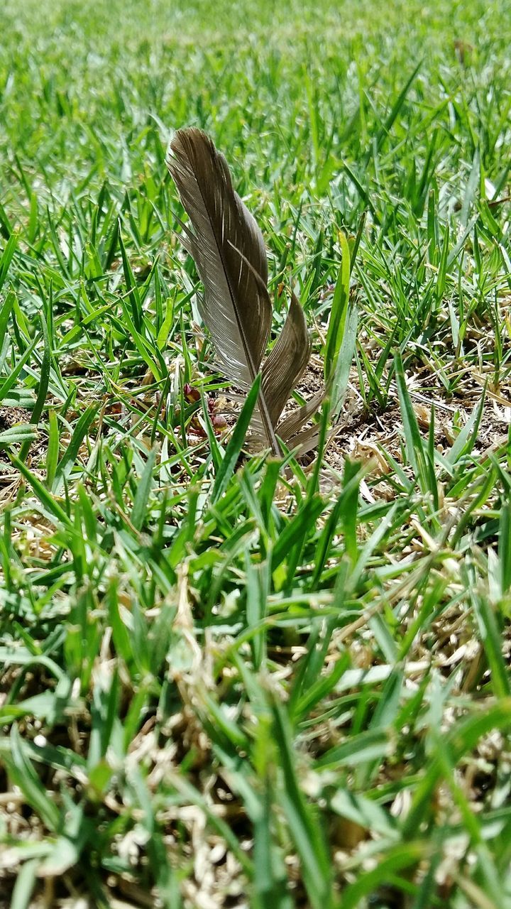 CLOSE-UP OF LIZARD ON GRASS FIELD