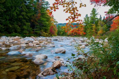 View of stream flowing in garden