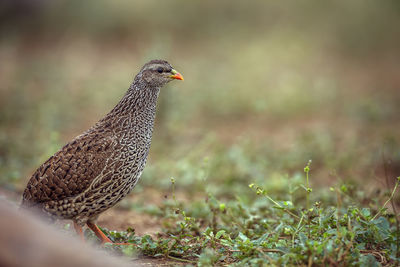 Close-up of bird perching on field