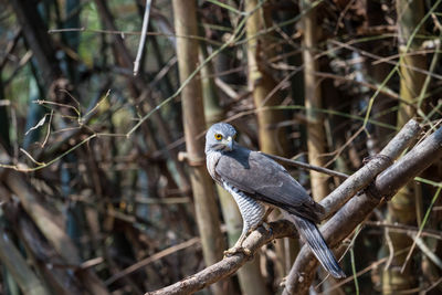 Bird perching on branch