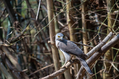 Bird perching on branch