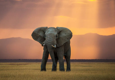 Full length of elephant on field against sky during sunset