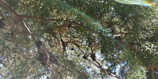 Low angle view of a tree