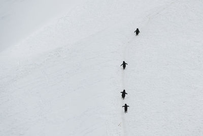 High angle view of penguins on snow covered landscape