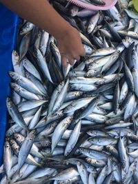 Hand of fish for sale at market