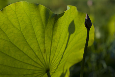 Close-up of plant