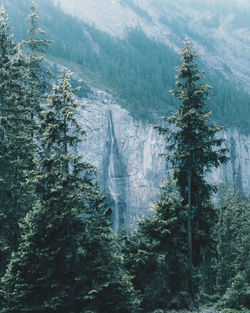 Scenic view of forest against sky