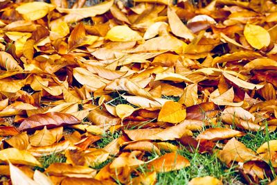 Full frame shot of autumn leaves