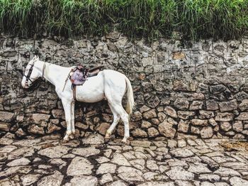 Horse standing by stone wall