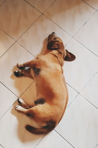Puppy relaxing on tiled floor