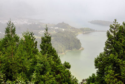 Panoramic shot of trees growing in forest against sky