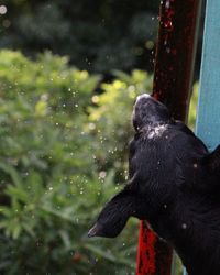 Close-up of wet bird perching on water