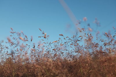 Close-up of plants against clear blue sky