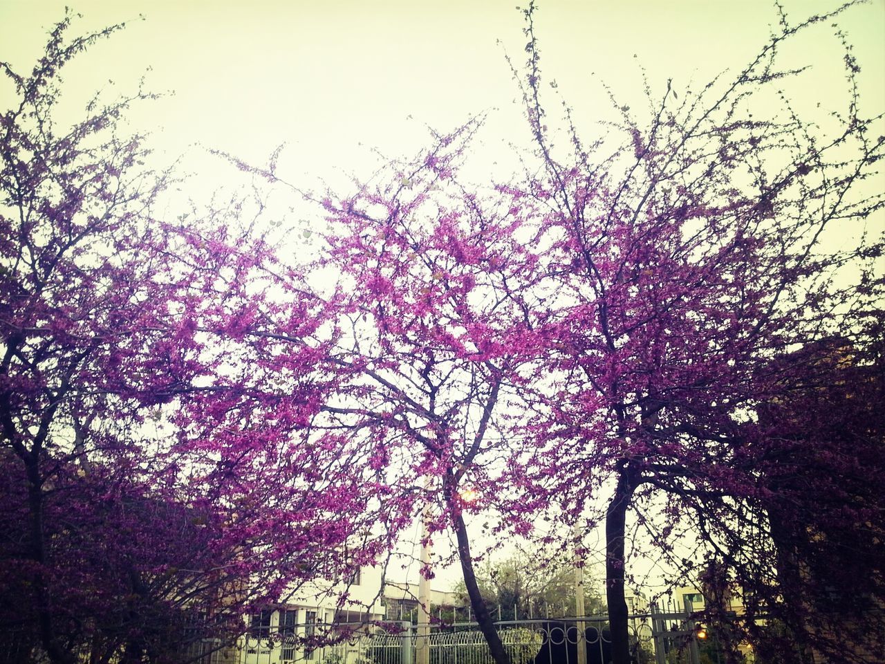 tree, branch, growth, low angle view, nature, flower, beauty in nature, sky, clear sky, day, tranquility, outdoors, no people, pink color, park - man made space, tree trunk, bare tree, freshness, scenics, blossom