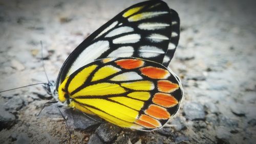 Close-up of butterfly