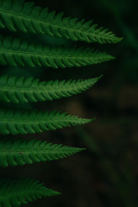 Close-up of fern leaves