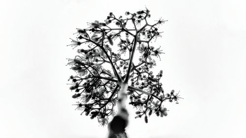 Low angle view of tree against sky