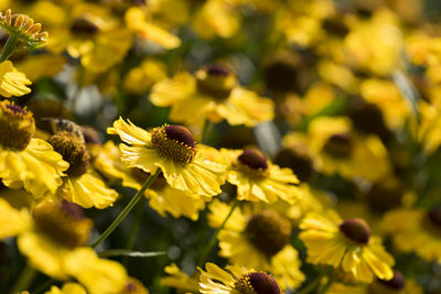 Close-up of yellow flowering plant on field