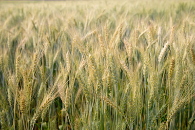 Close-up of stalks in field