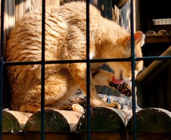 View of cat in cage at zoo
