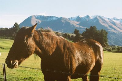 Horse grazing on field against mountains