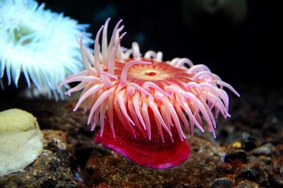 Close-up of sea anemones on rock in aquarium