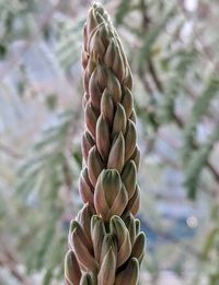 Close-up of pine cone on tree