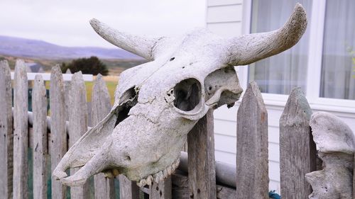 Close-up of animal skull on wooden post