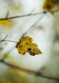 Close-up of yellow leaf on branch