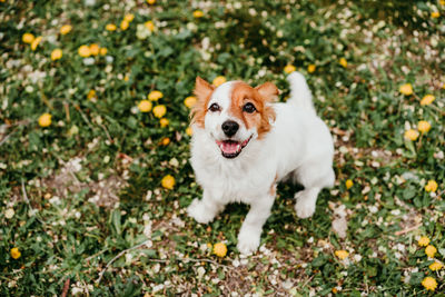Cute jack russell dog wearing a lion costume on head. happy dog in nature in yellow flowers meadow