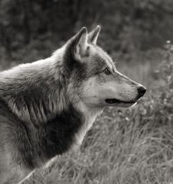 Close-up of dog on field