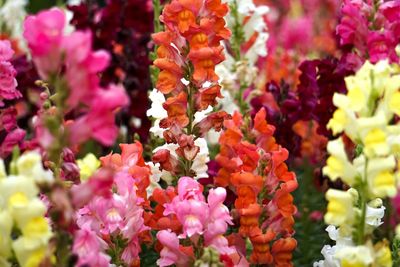 Close-up of pink flowering plants