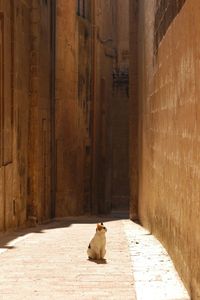 Cat living in l-imdina, malta