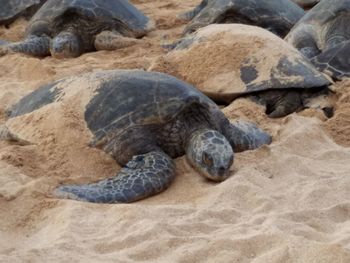 Turtle in sand