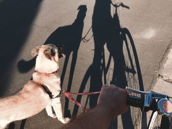Low section of man riding bicycle with dog on road