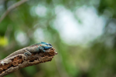 Close-up of a lizard on tree