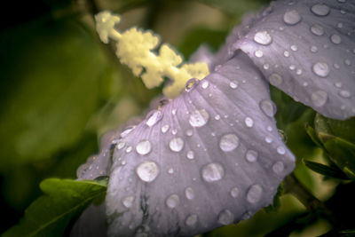 Close-up of water drops on leaf